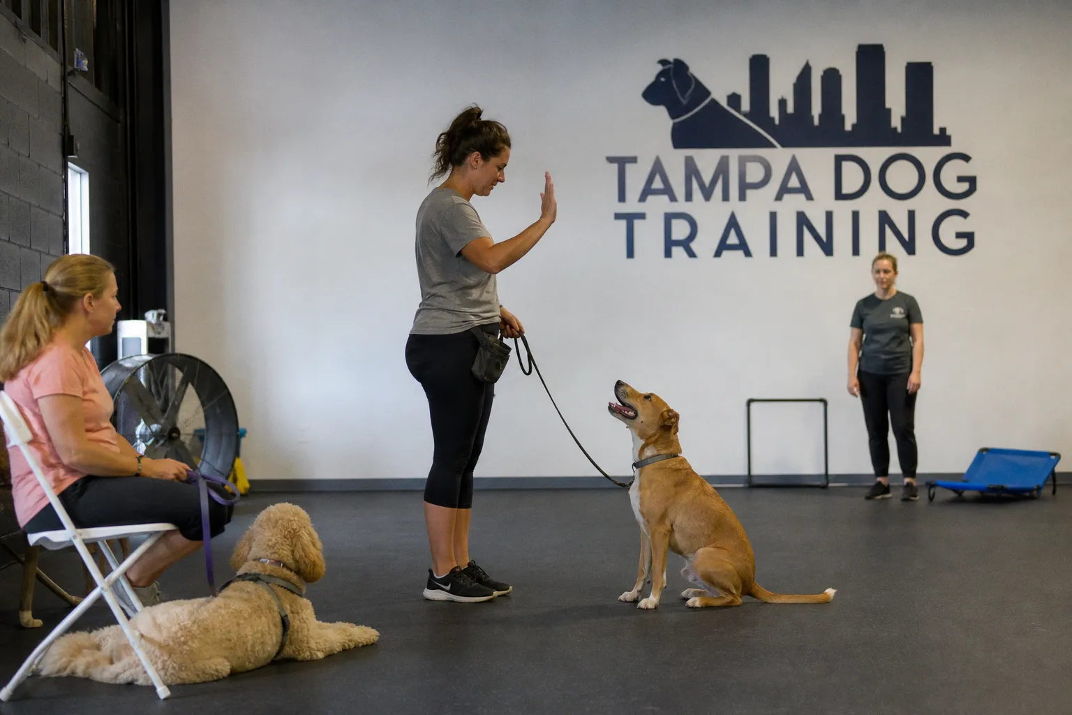Addressing Canine Behavioral Challenges to Prevent Shelter Surrenders in Tampa