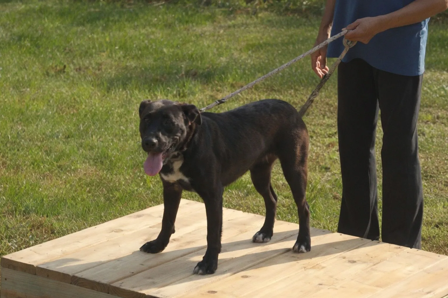 Belle Mead Pet Care Provider Ensures Safety with Full-Staff CPR and First Aid Certification