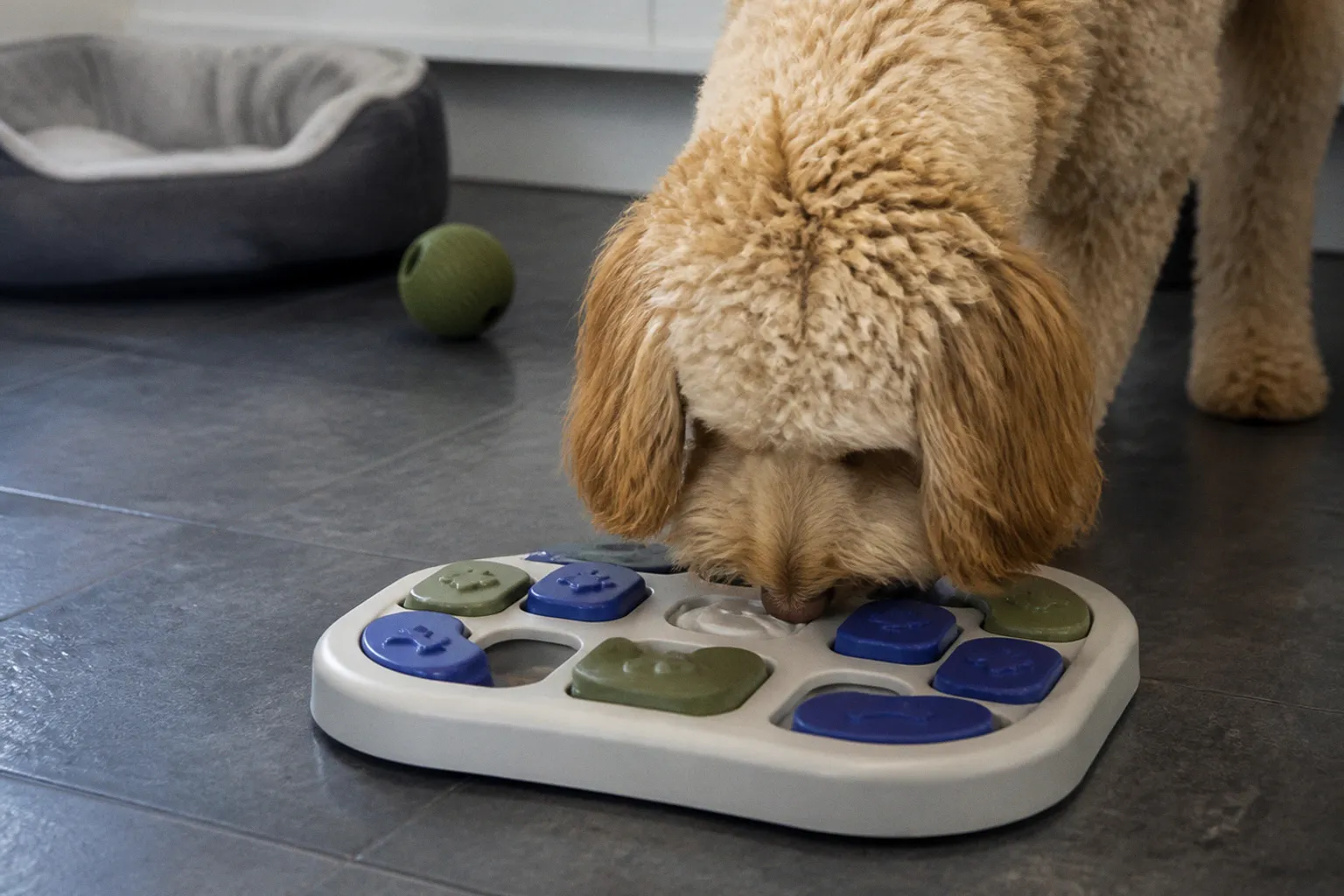 Beyond the Walk: Expert Veterinary Strategies for Canine Enrichment