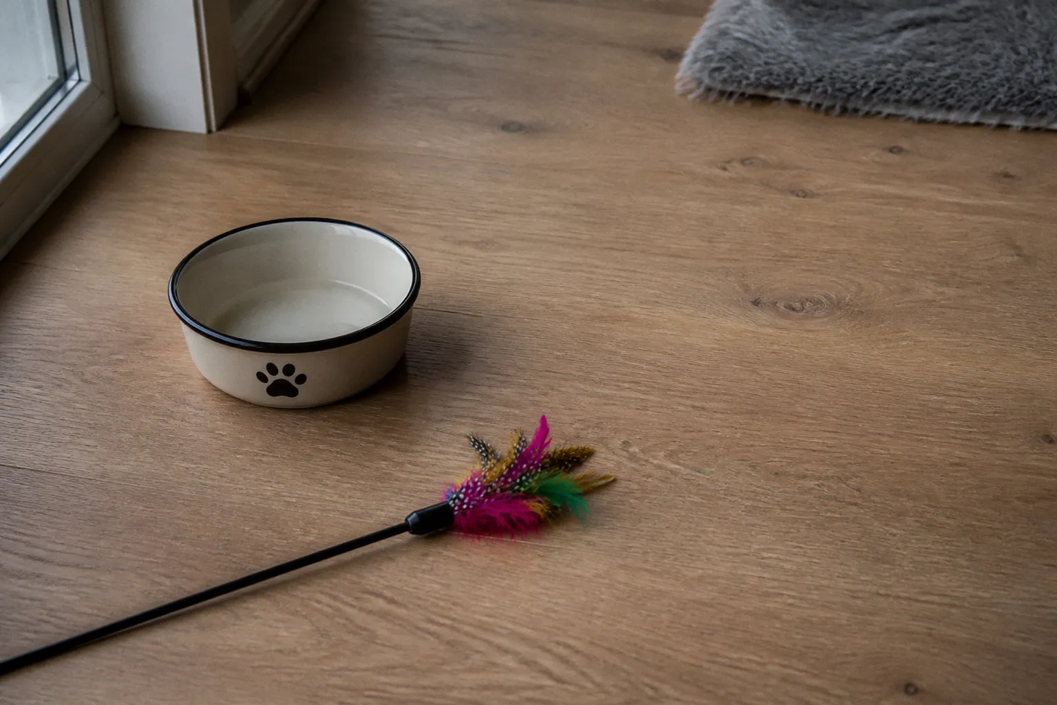 Cat Sitting Visits: How Much Enrichment Is Enough?