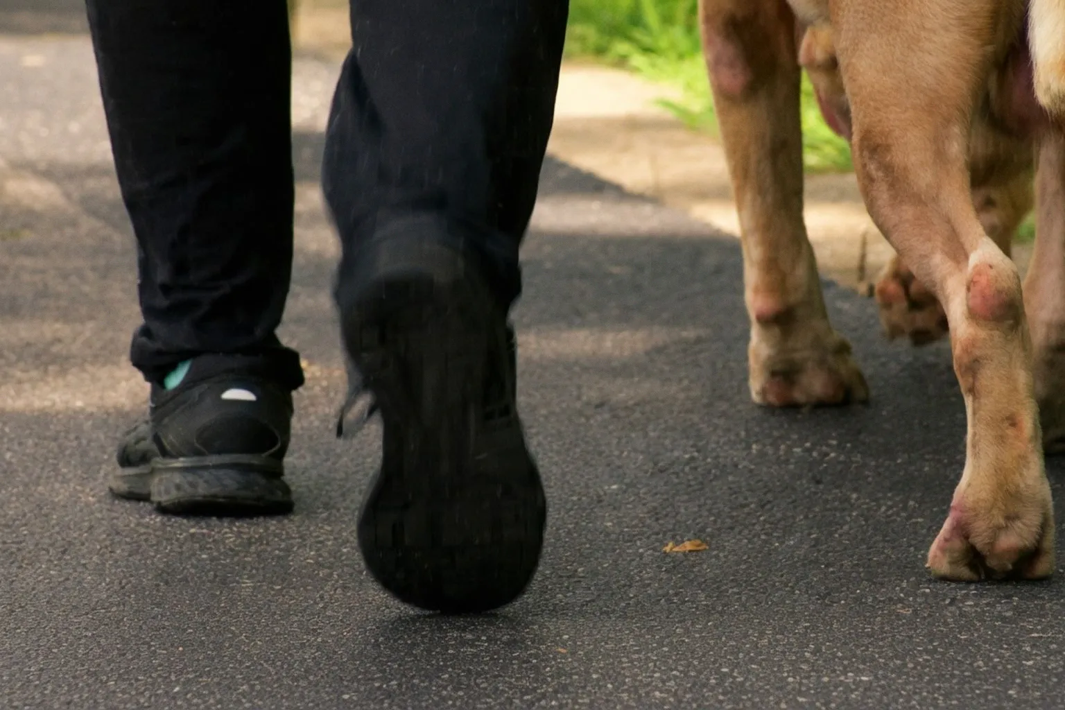 Daviess County Rescue Seeks Urgent Help for Shelter Dog Walking