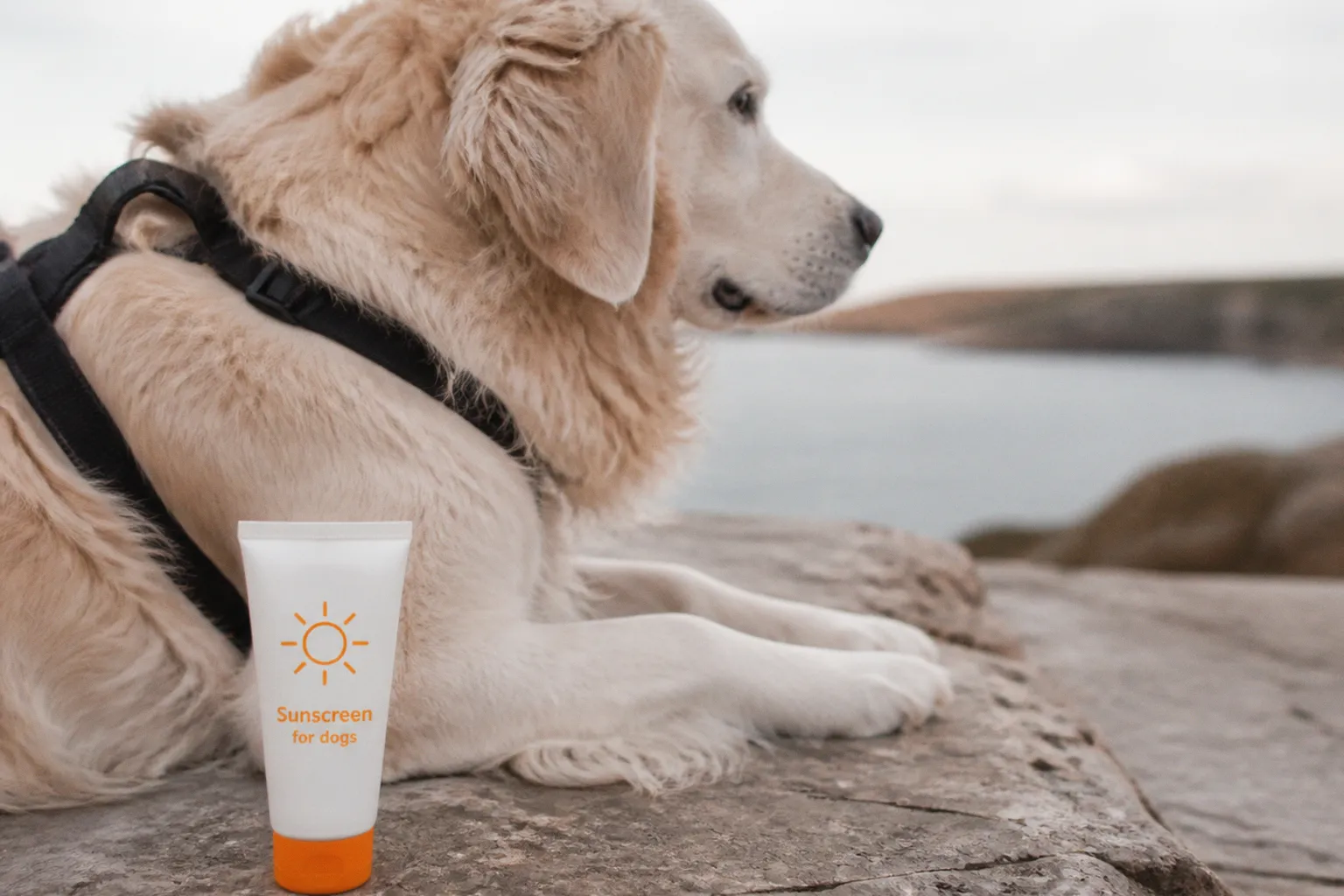Do Dogs Need Sunscreen? Expert Advice and Top-Rated Formulas for Pet Safety