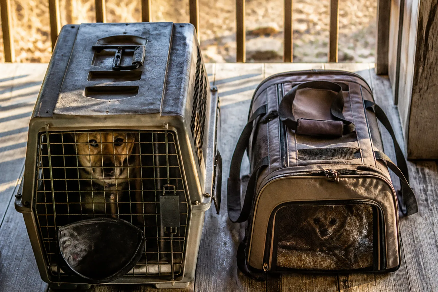 Dog transport vs local fostering: two rescue paths compared