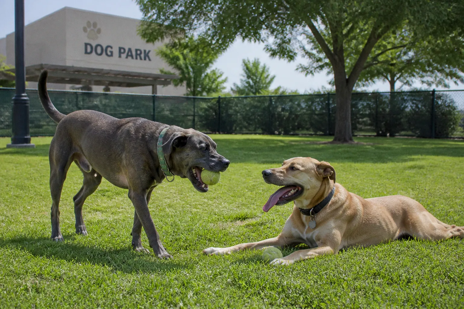Essential Heat Safety Protocols for Professional Dog Walkers and Sitters