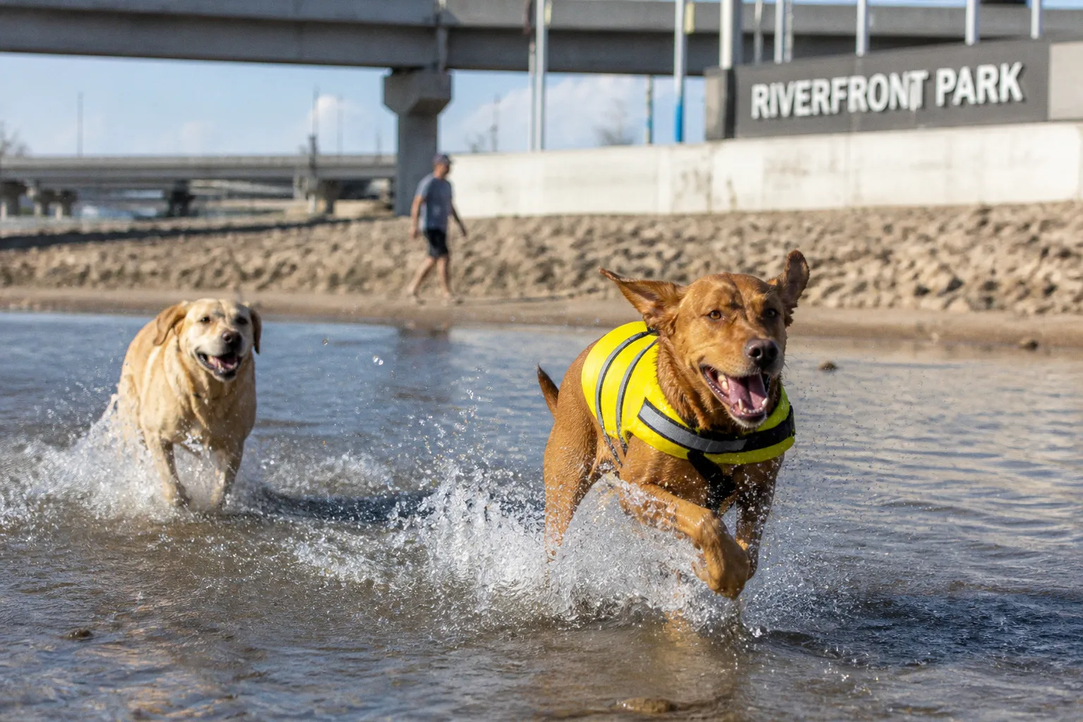 Essential Heatwave Safety Protocols for Responsible Dog Owners
