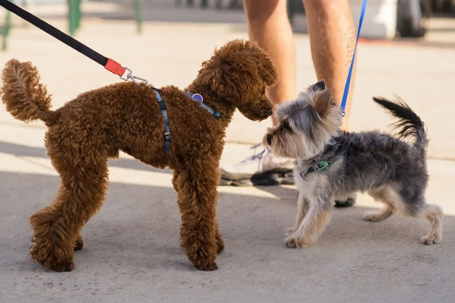 Expert Strategies for Safely Introducing a New Dog to Your Existing Pets