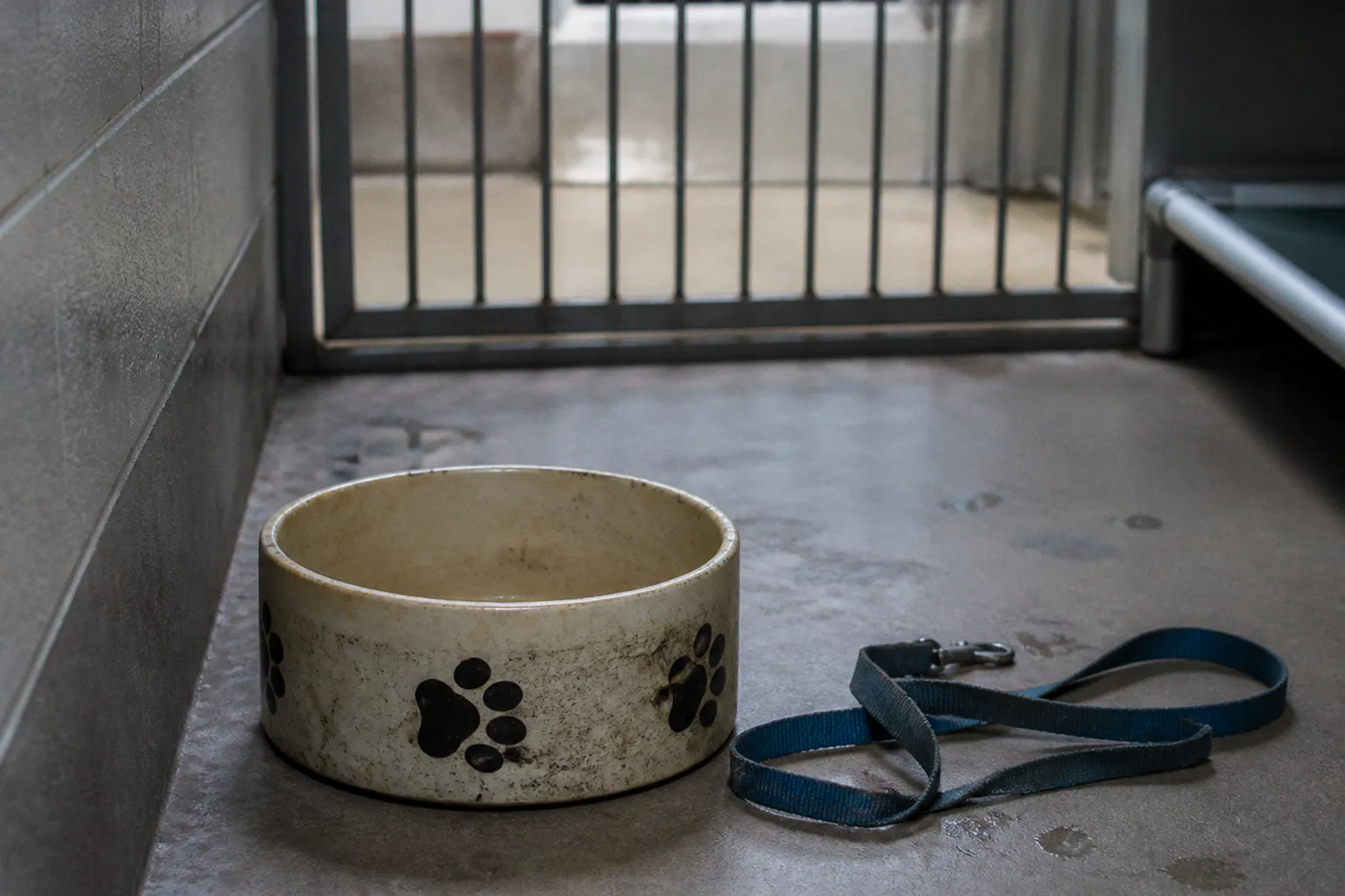 Foster pet programs: hidden budget and time traps