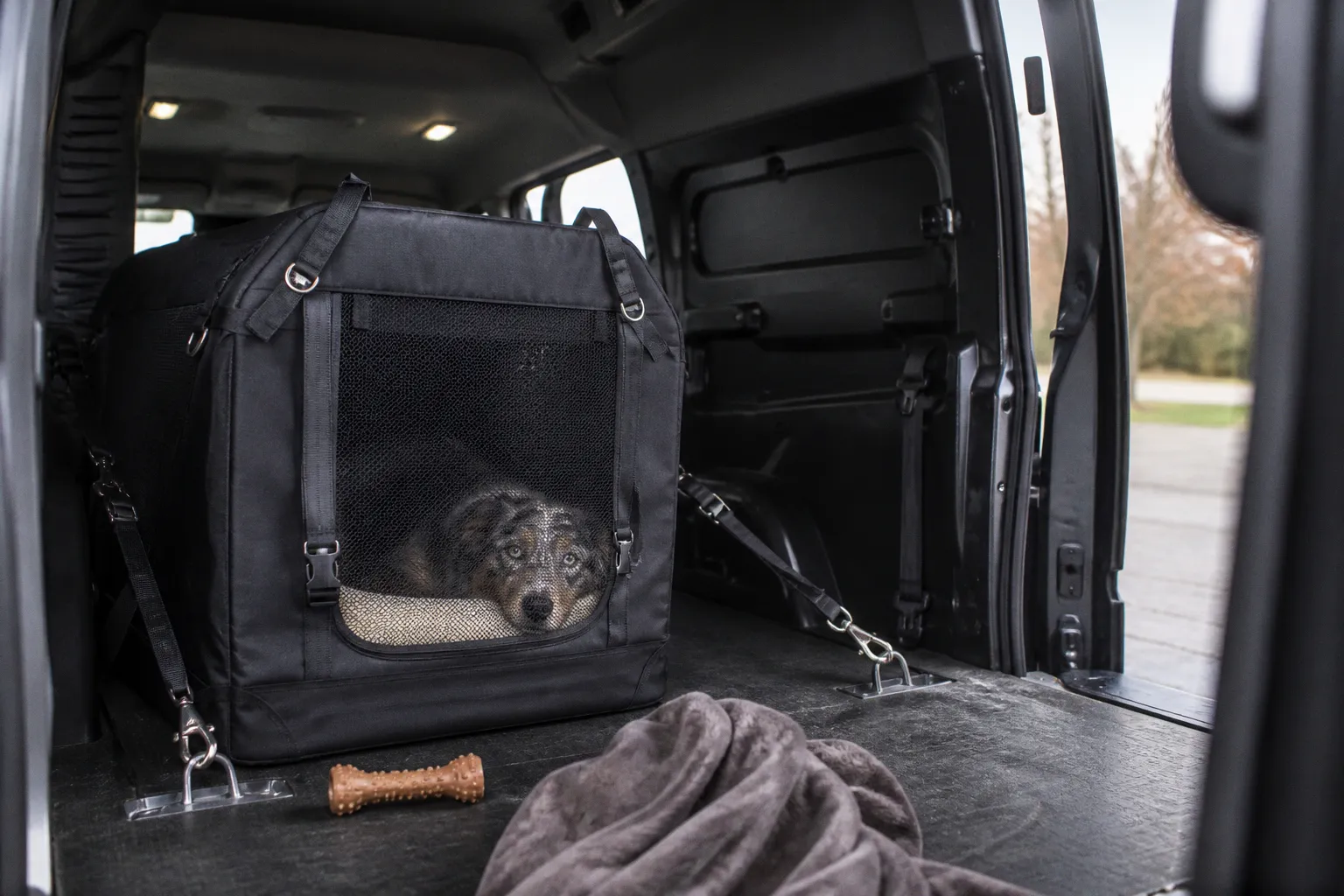 Ground Pet Transport vs Air Travel for Dogs