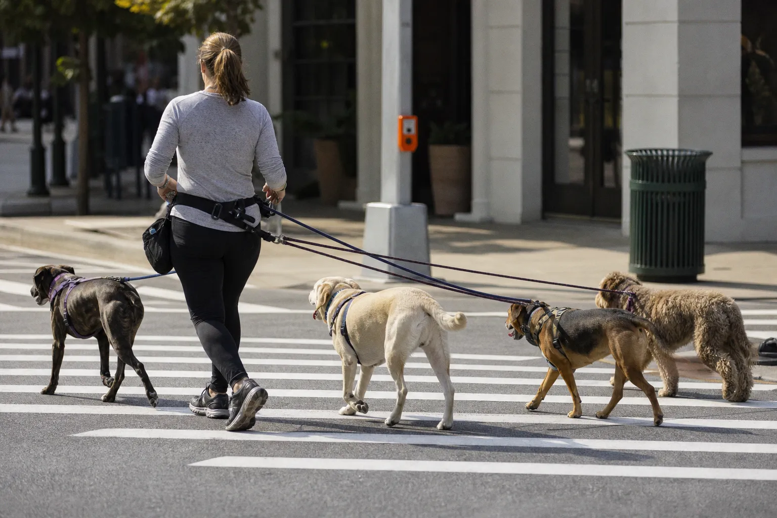 Hands-free leashes: are they safe for professional walkers?