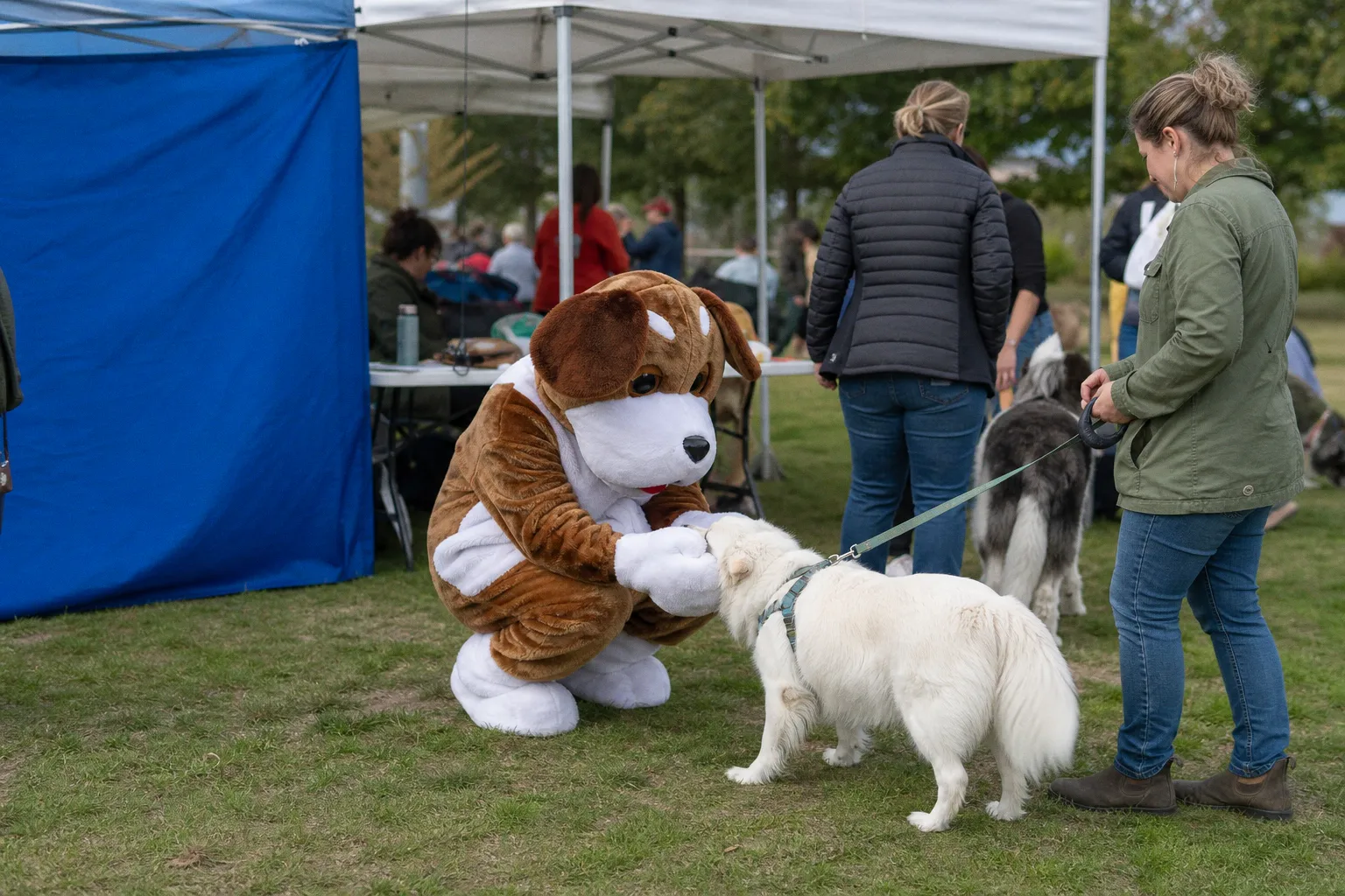 How Dog Walkers Can Support Community Safety Through the APD Watch Program