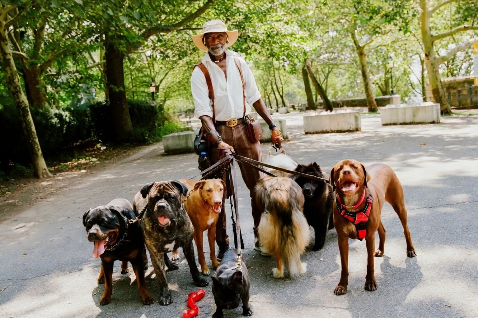 How to Evaluate Professional Dog Walkers: Lessons from NYC Experts