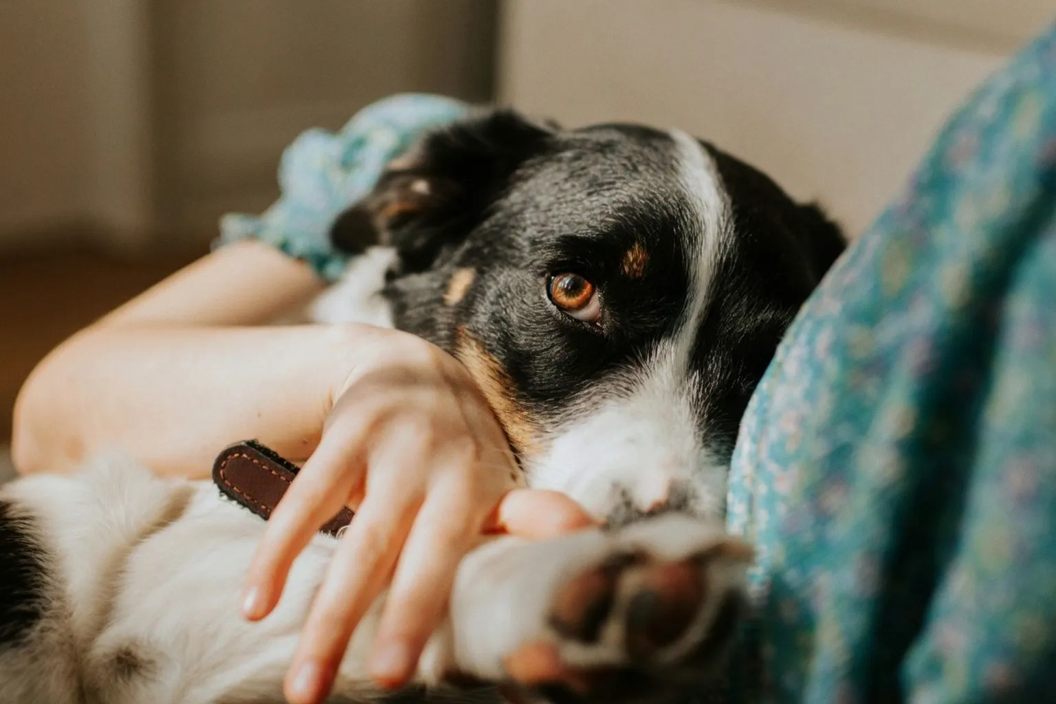 How to Manage Your Dog’s Behavioral Shifts During the September Routine Change