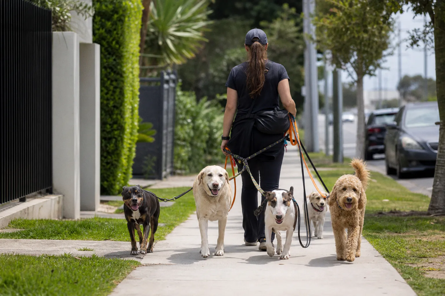 How to Vet Professional Dog Walkers and Daycare Providers