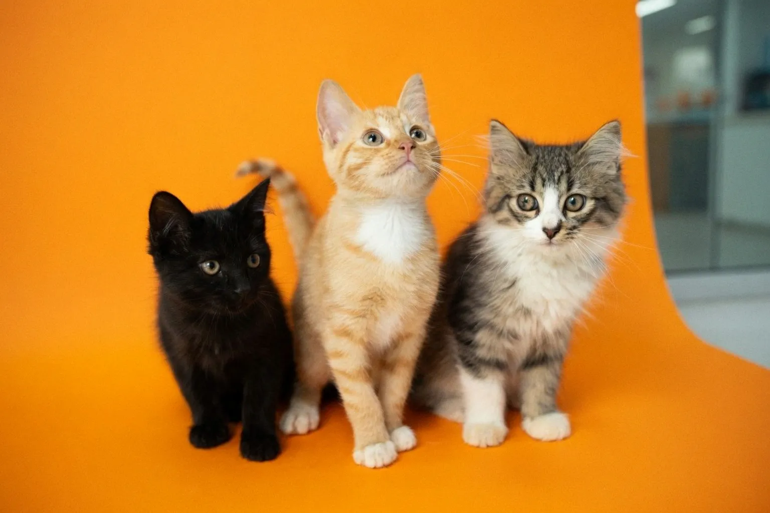 Leap Venture Studio Launches Cohort 11 to Advance Pet Healthspan Innovation