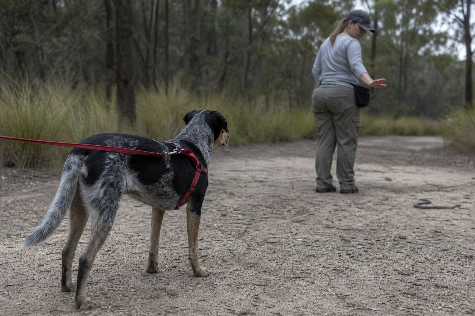 Leave it: Dog trainers help pets avoid venomous snakes