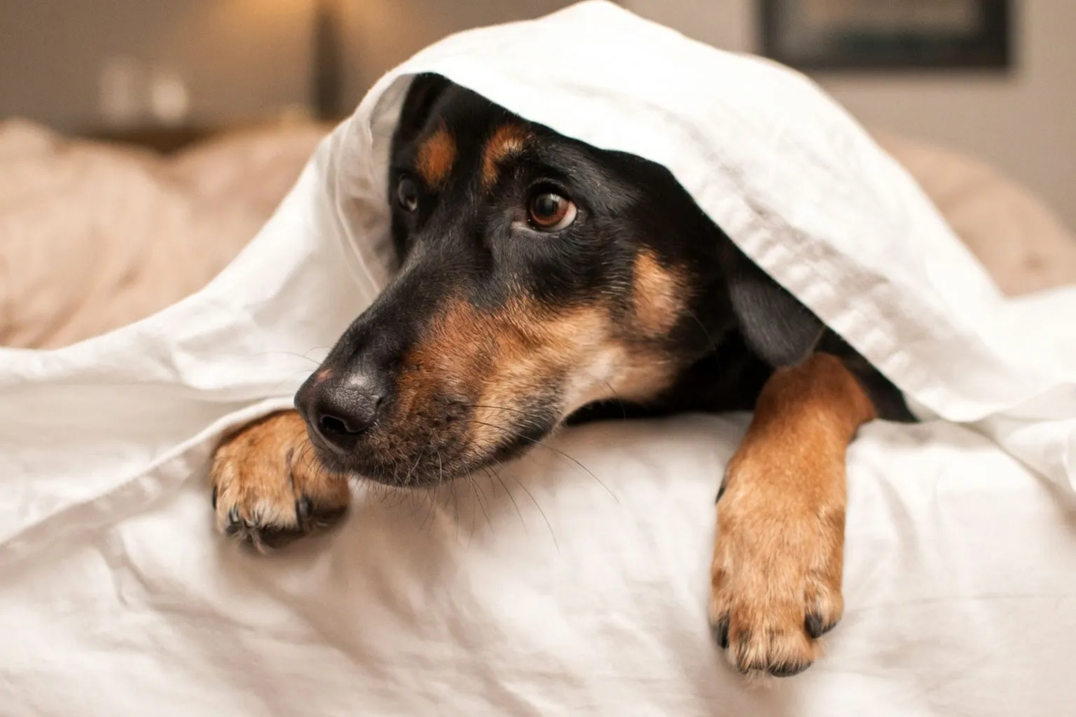Managing Canine Anxiety: Essential Protocols for Professional Pet Sitters