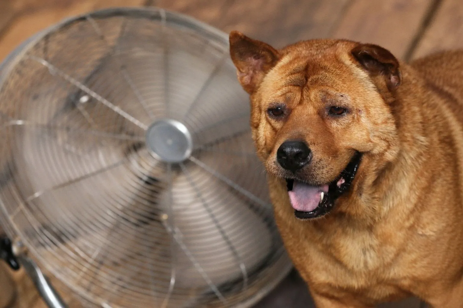 Managing Large Breeds in Hong Kong: Essential Safety and Welfare Guidelines