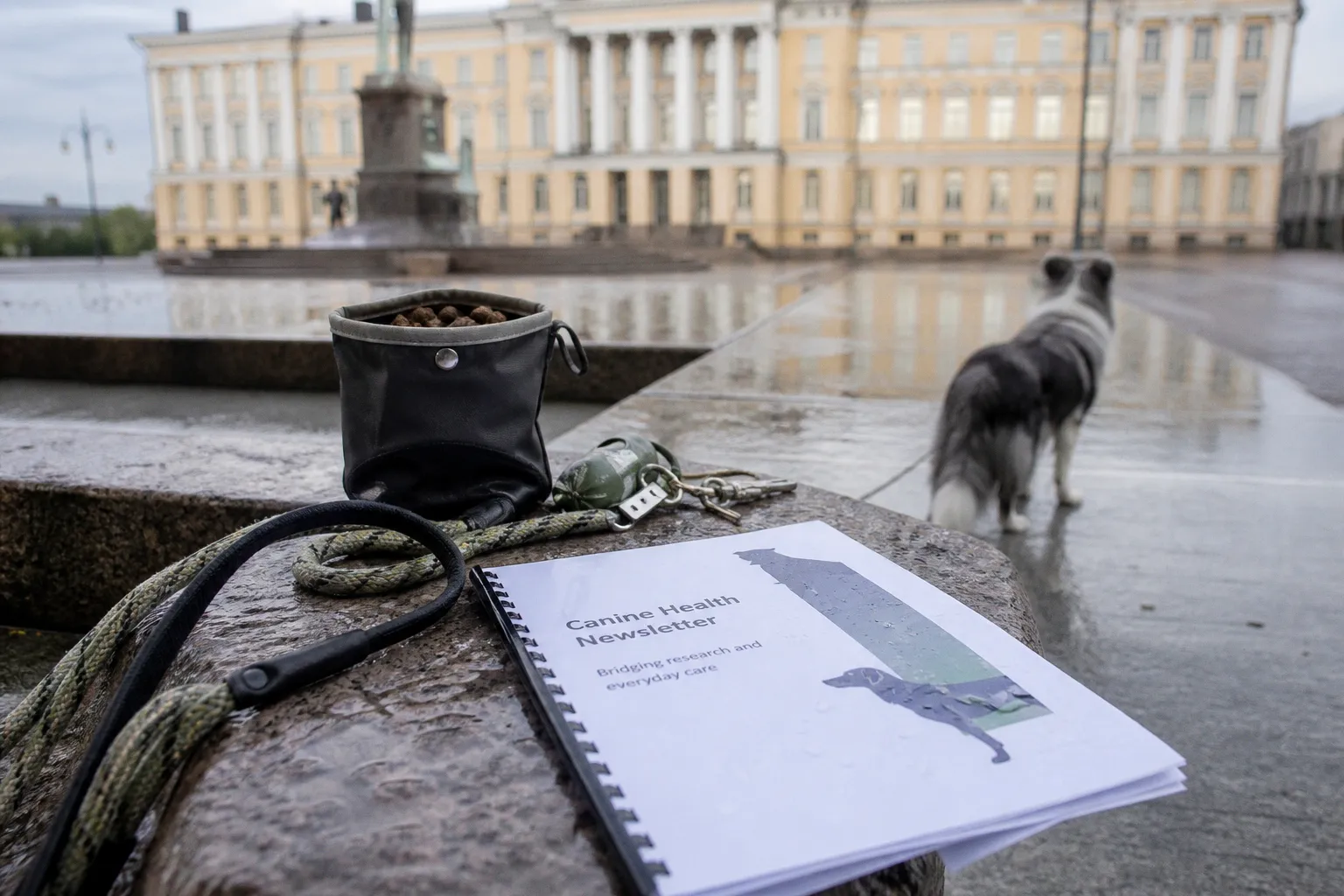New Canine Health Newsletter Bridges the Gap Between Veterinary Research and Daily Care