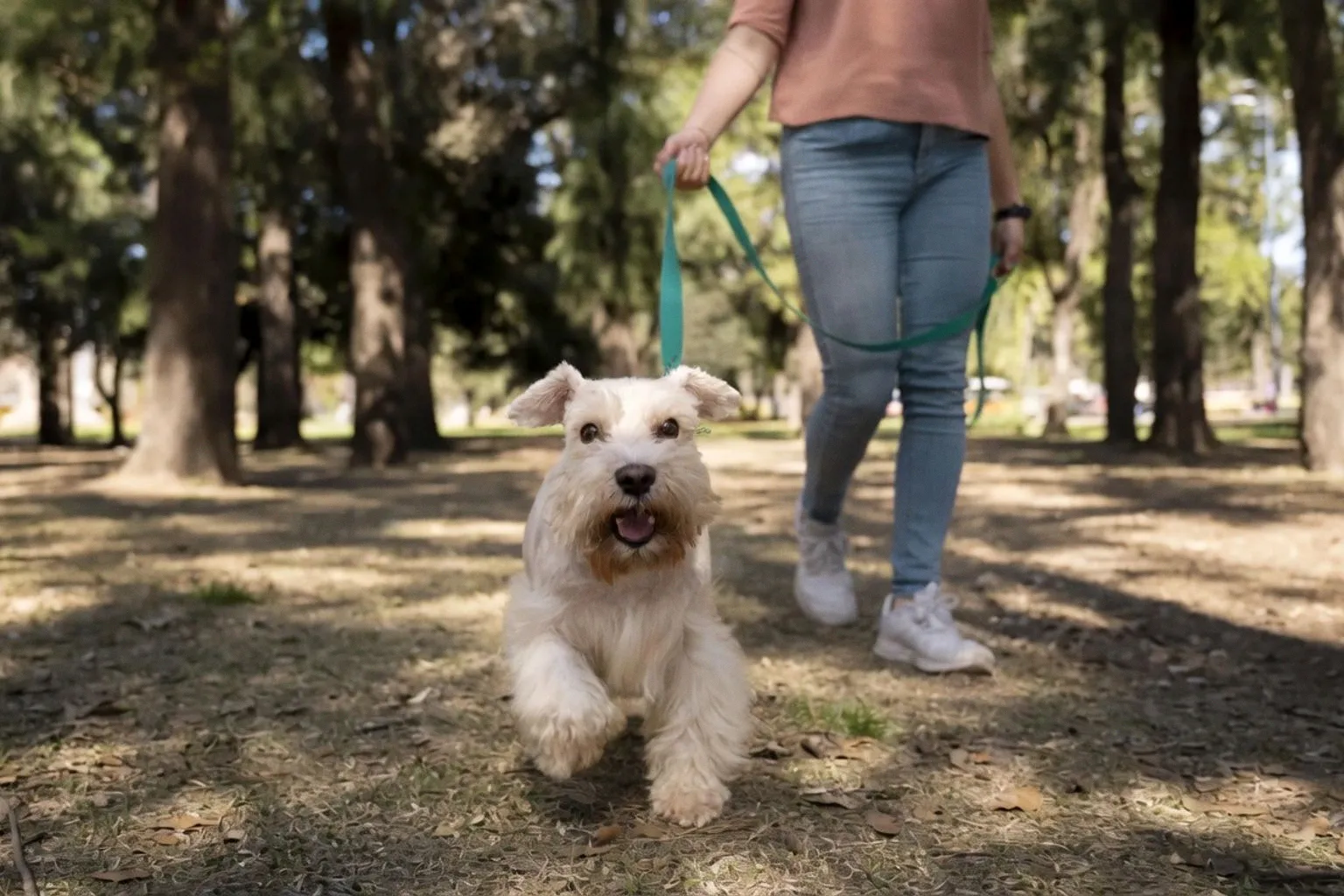 New EU Welfare Standards Mandate Daily Exercise for Professional Dog Care Facilities