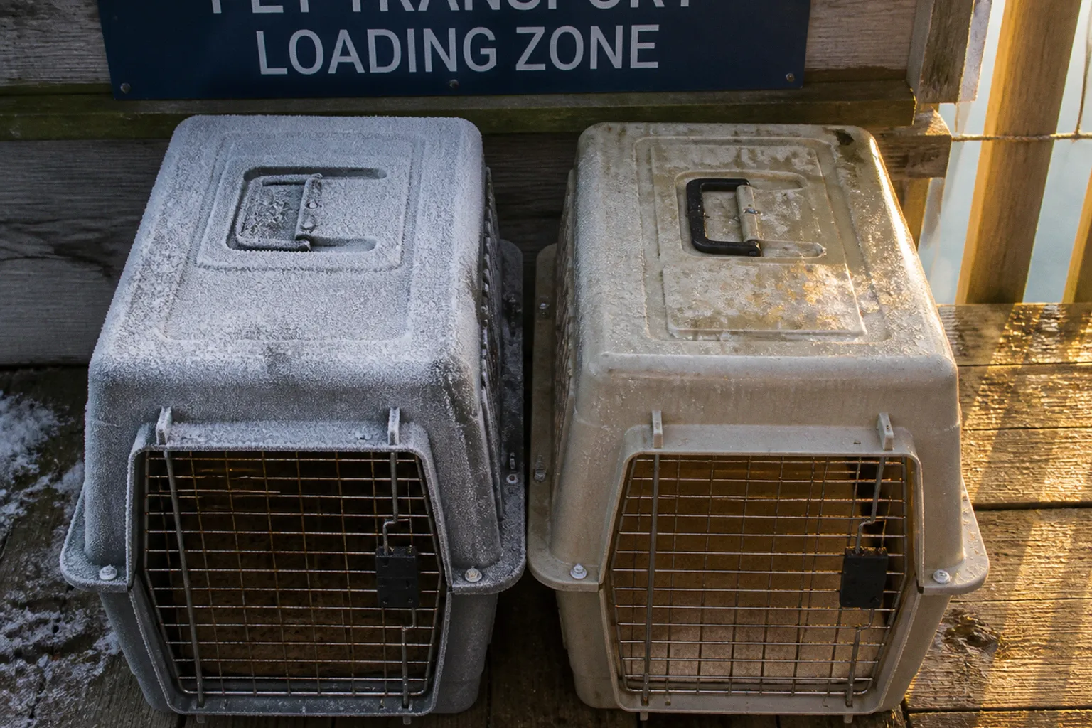 Northern vs Southern pet transport routes: which is safer?