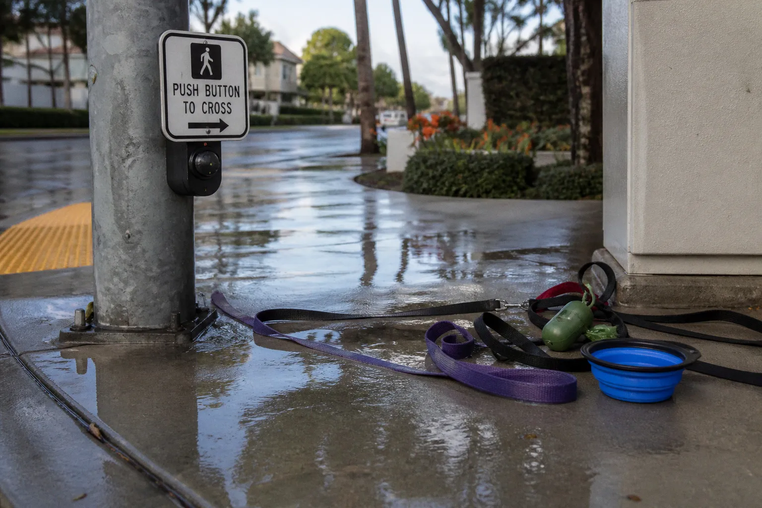 Pedestrian Safety Strategies for Professional Dog Walkers and Pet Sitters