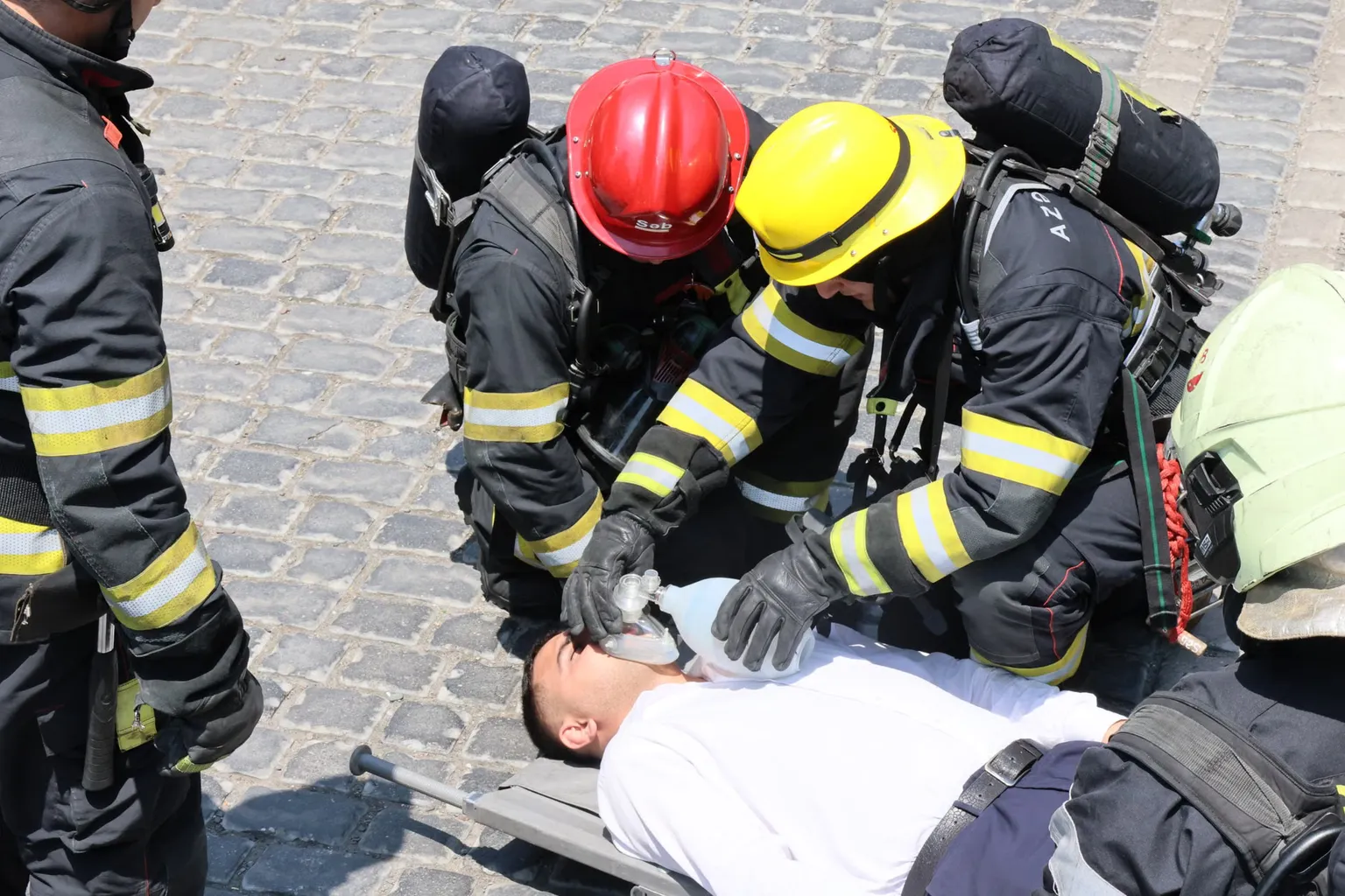 Pet emergency training options: which certification fits you?