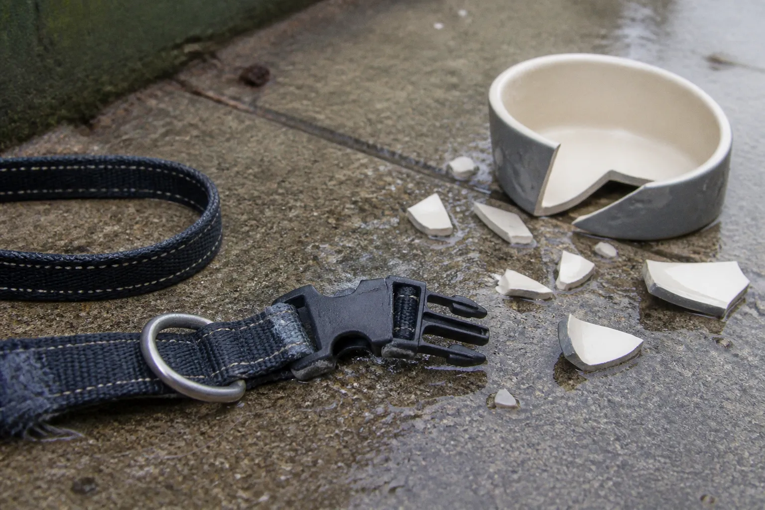 Pet sitter insurance: coverage gaps that cost thousands