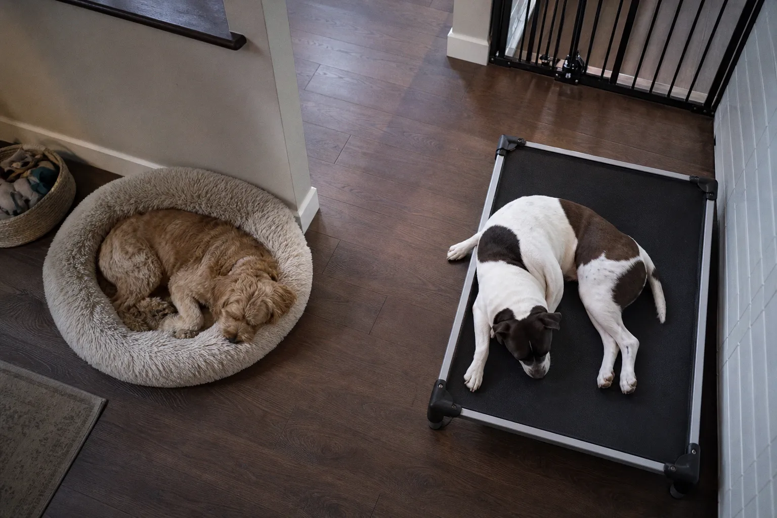 Pet Sitting vs. Boarding: Which Option Fits Your Dog?