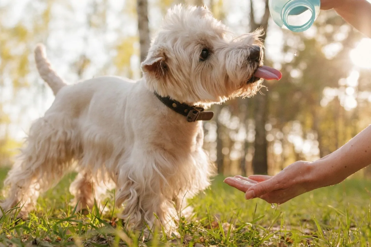 Petflation Crisis: How Rising Veterinary Costs Impact Daily Dog Care