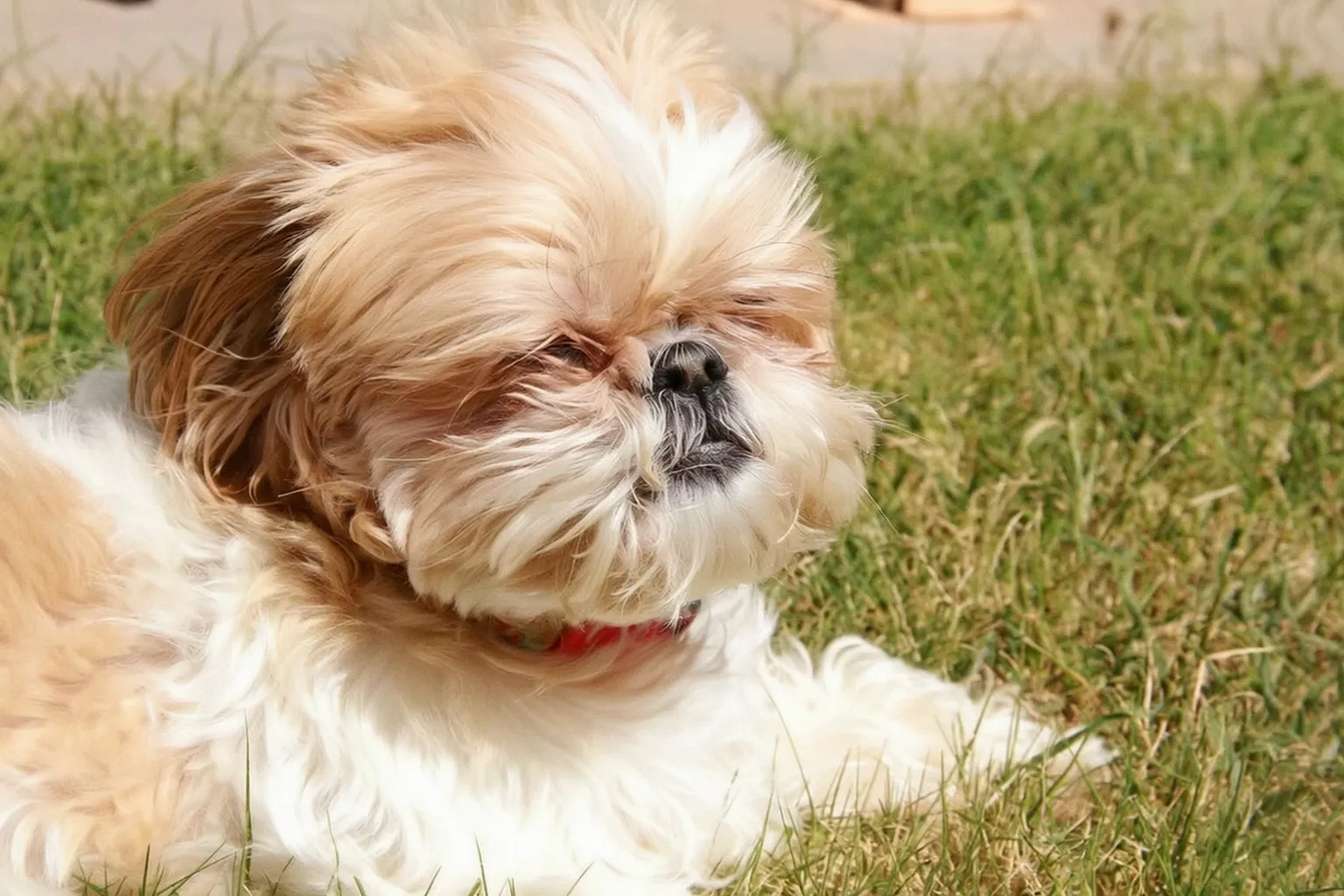 Poochmaxxing: How the Human Wellness Boom Is Reshaping Pet Care