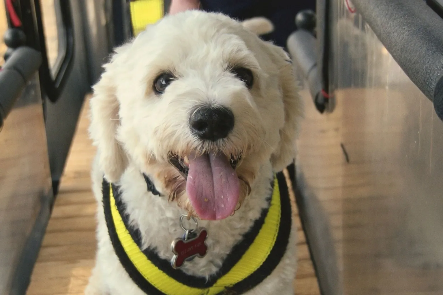 Protecting Dogs from Extreme Heat: Essential Safety Protocols for Pet Professionals