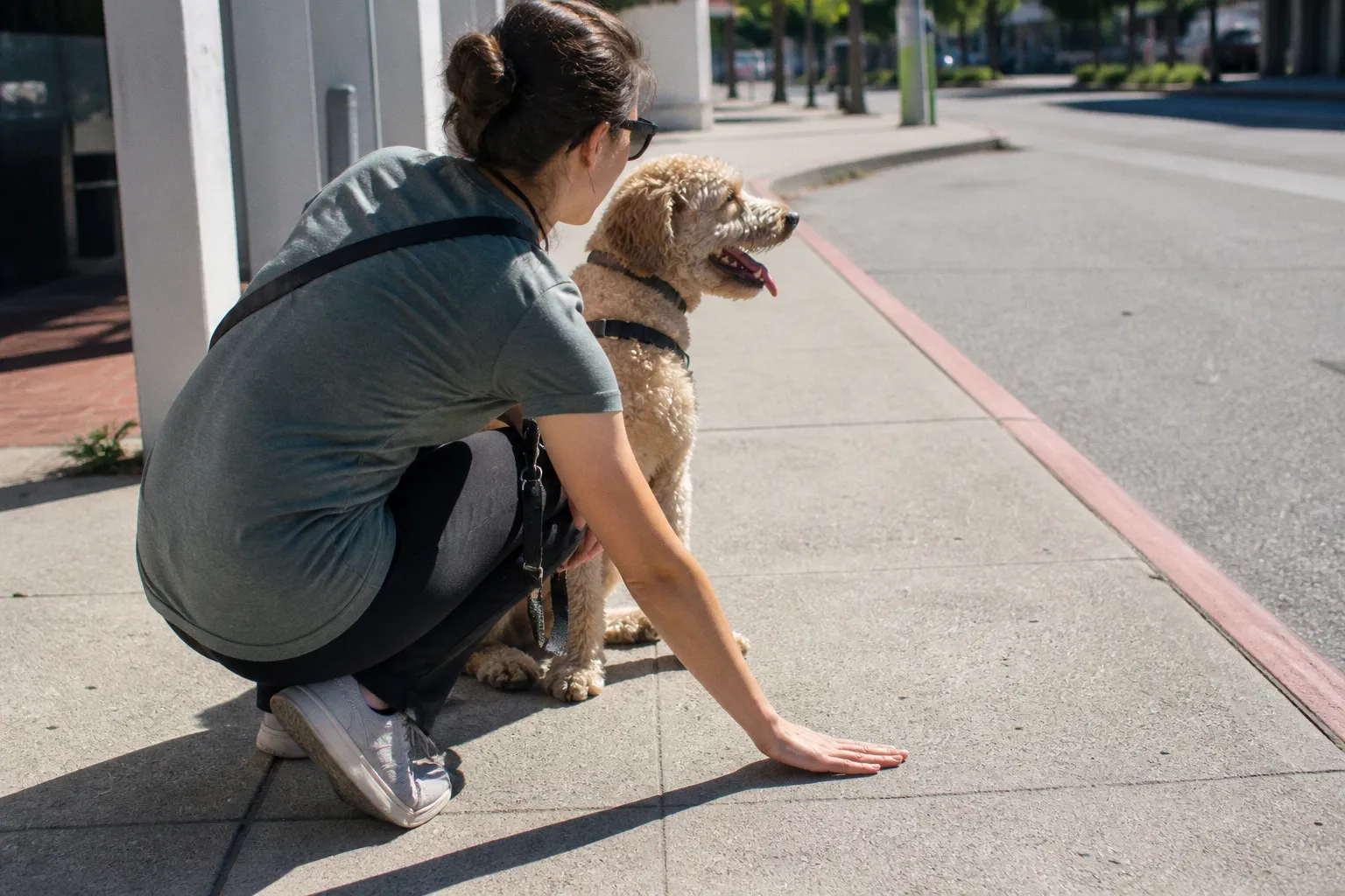 Protecting Dogs from Heat Stroke: The Essential 10-Second Pavement Safety Check