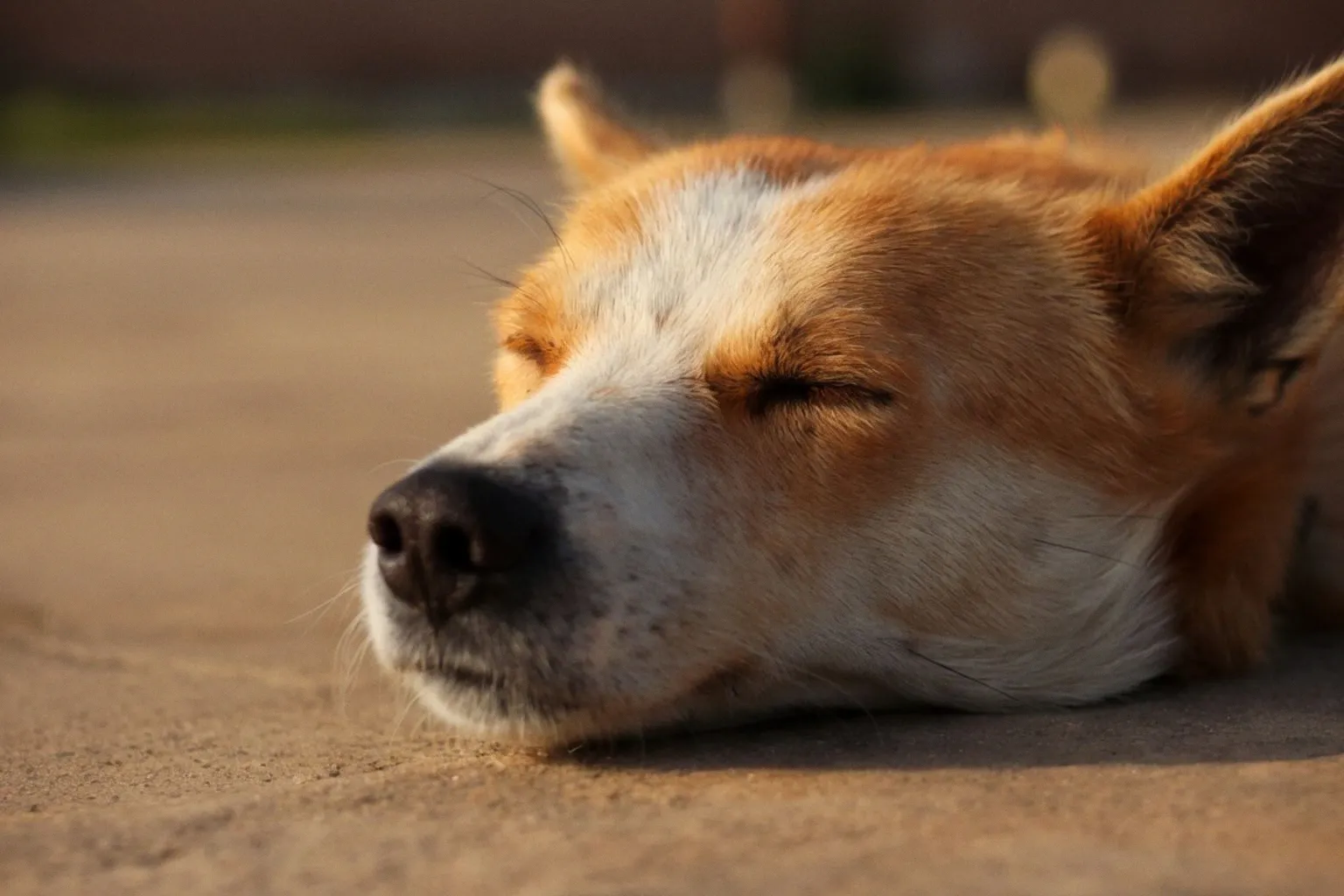 Protecting Dogs from Sunburn: Essential Safety Checks for Walkers