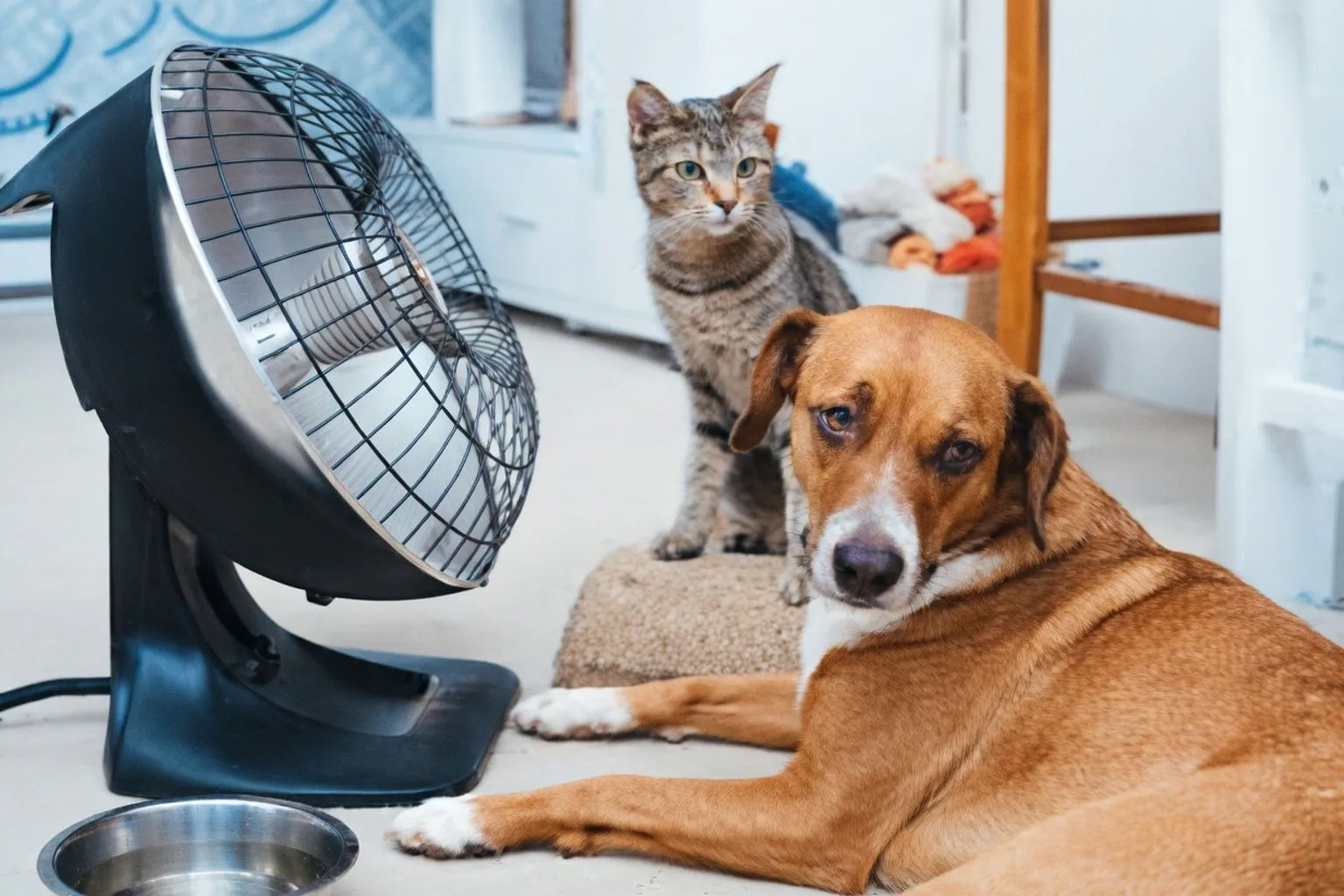 Protecting Pets During Late Summer Heatwaves: Essential Safety Tips