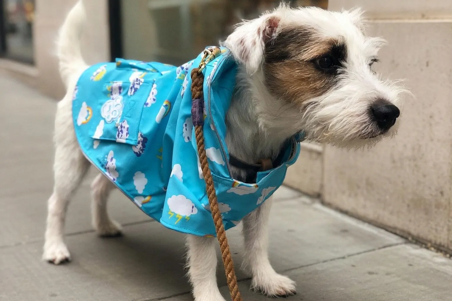 Selecting a Professional Dog Walker: A Risk-Based Framework for Pet Owners