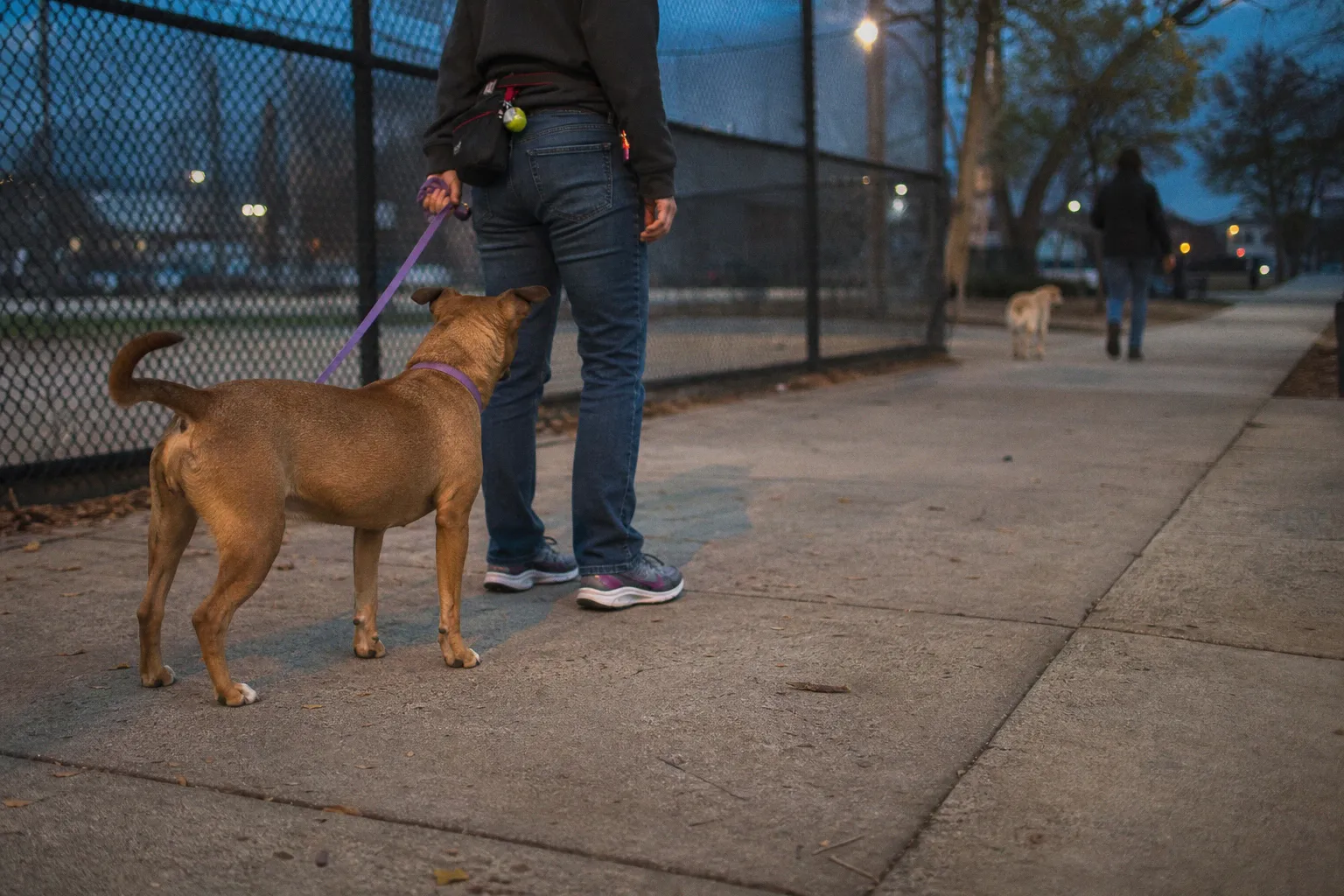 Shelter dog leash reactivity: can a professional walker help?