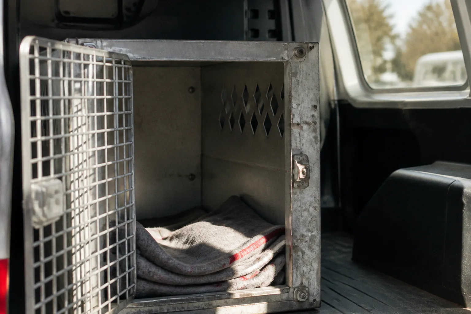 Shelter dog transport: choosing the right logistics path