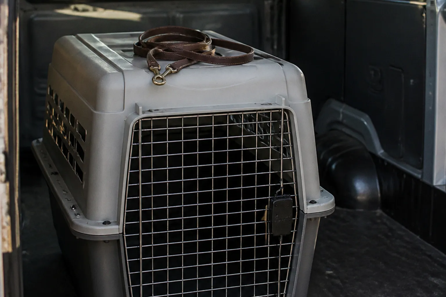 State line transport: do rescue dogs need health certificates?