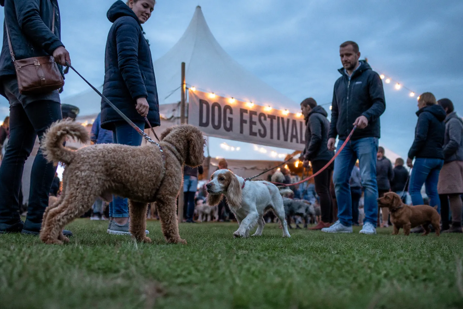 Using Dog Festivals to Evaluate Canine Behaviour and Training Gaps