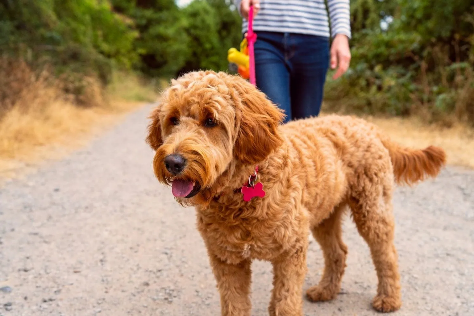 Veterinary Guidelines for Daily Dog Exercise: How Much Is Enough?