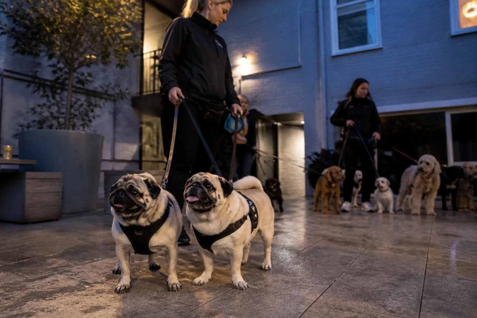 Why Cross-Breeding Pugs Significantly Improves Canine Respiratory Health