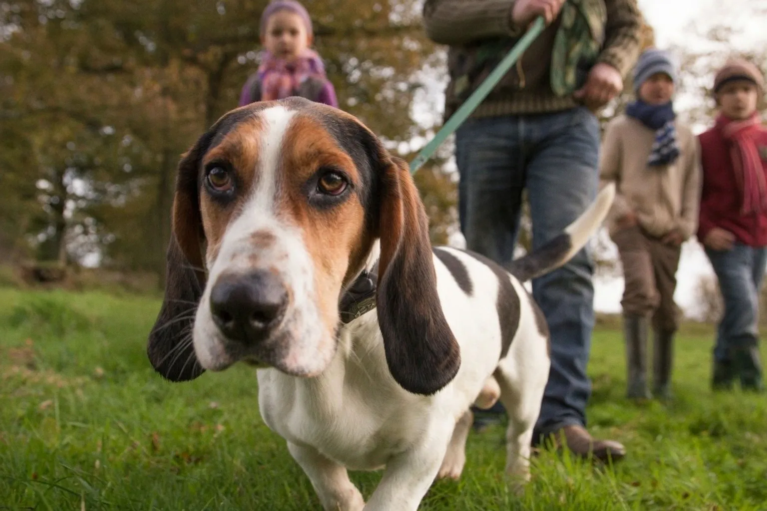 Why Distracted Dog Walking Threatens Wildlife and Livestock Safety