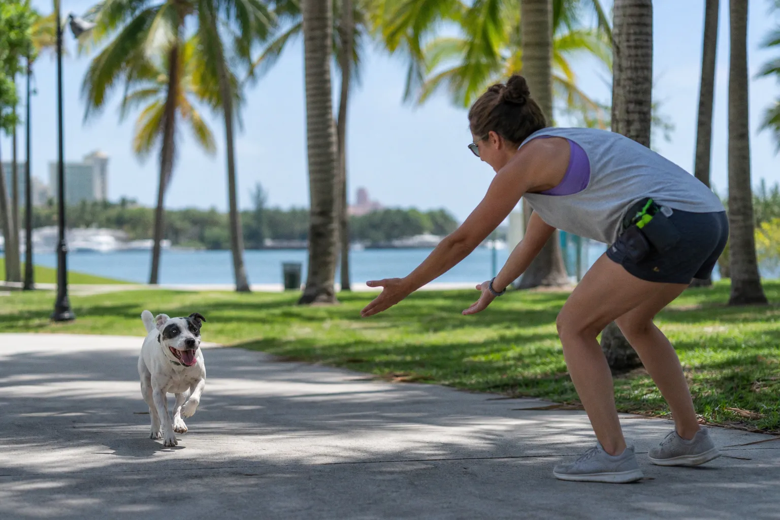 Why Off-Leash Recall Is a Critical Heat Safety Protocol for Tampa Dogs