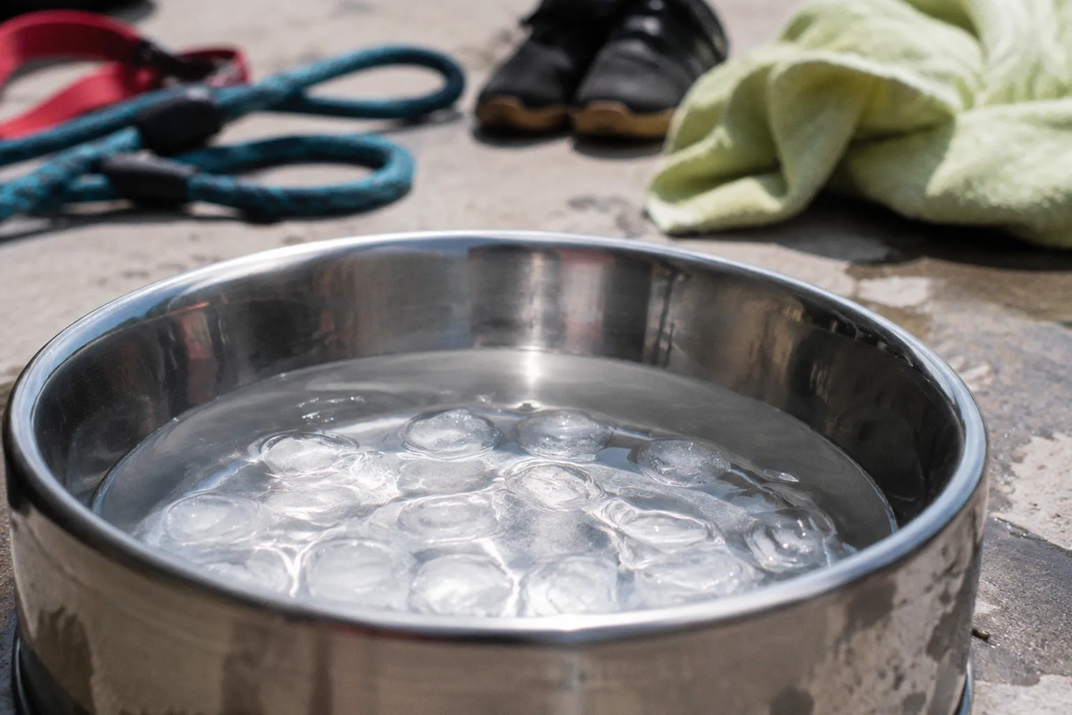 Why Timing Is the Critical Metric for Preventing Canine Heatstroke
