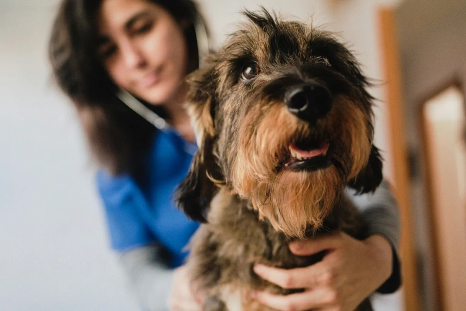 Why Tracking Multiple Chronic Conditions in Dogs Is Vital for Longevity