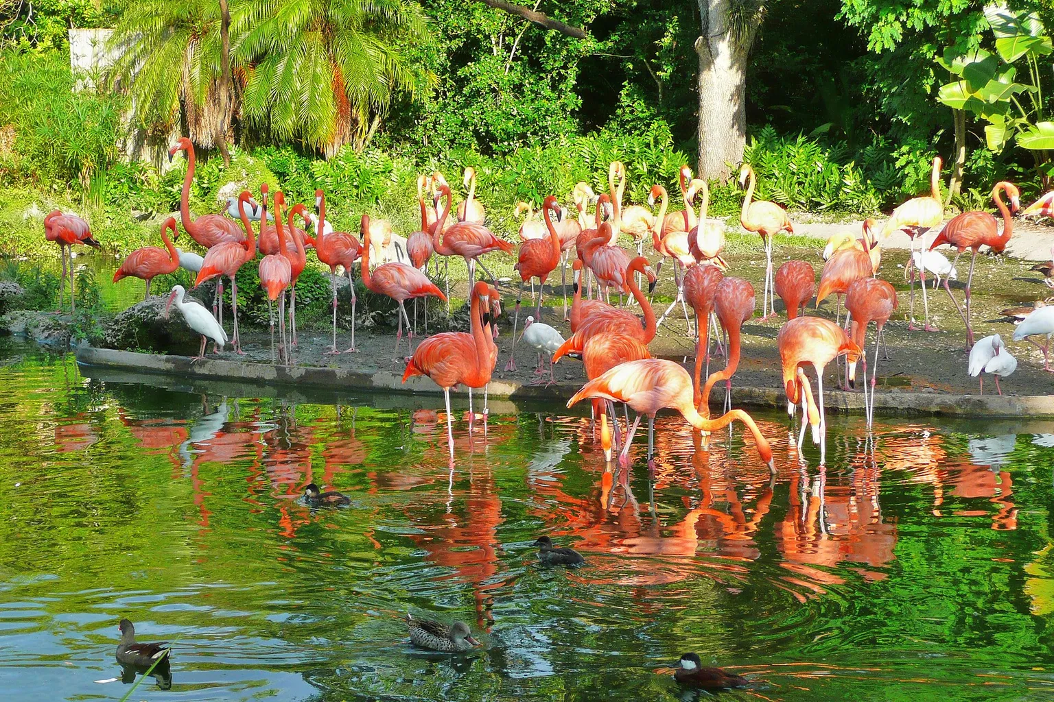 Zoo Miami entry options: online booking versus gate access